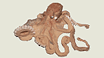 octopus_mollusca.gif (4054 Byte)